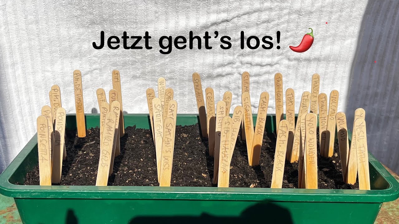 Chilli Anzucht Schritt für Schritt Teil 1: Aussaat 