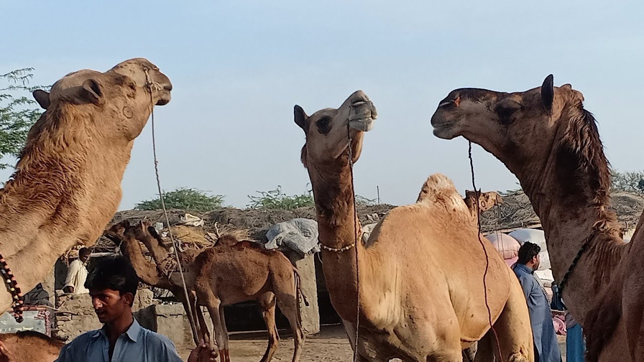 Heavy Weight Camels For Sale | Camel For Sale |Camel Market | Beautiful Camel | Camel Videos | Camel