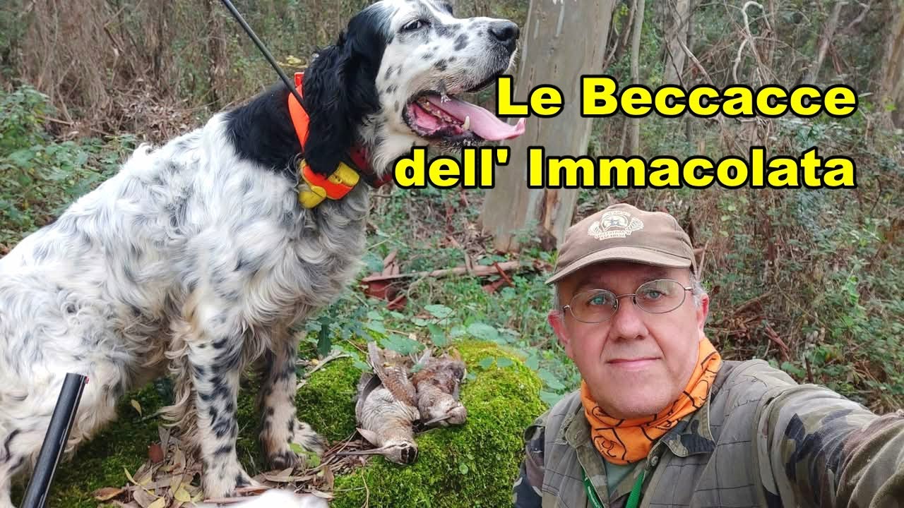 🎅🎄Le Beccacce dell' Immacolata - Dicembre 2024 - Caccia  alla Beccaccia -  hunting woodcock