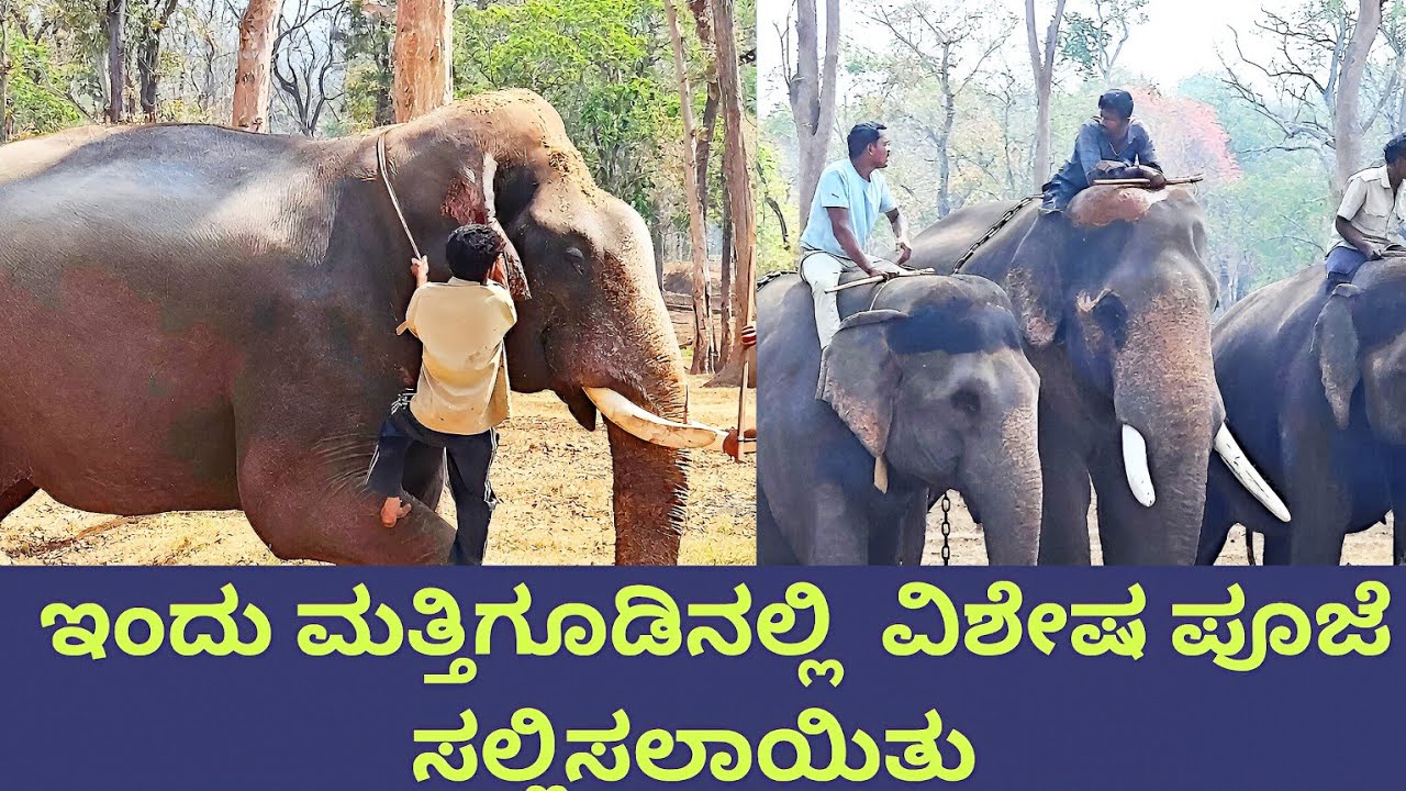 ಇಂದು ಆನೆಗಳಿಗೆ ಮತ್ತಿಗೂಡು ನಲ್ಲಿ ವಿಷೇಶ ಪೂಜೆ 