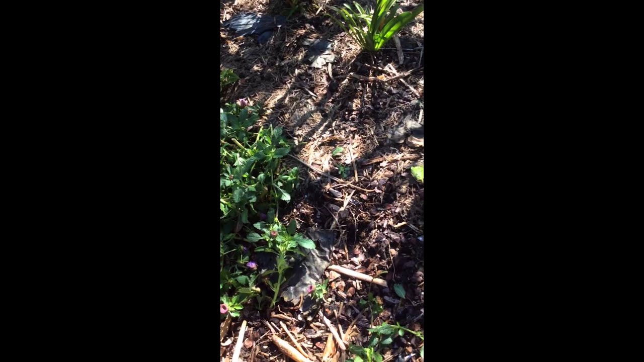 Termites in a mulched garden bed Hastings Point NSW