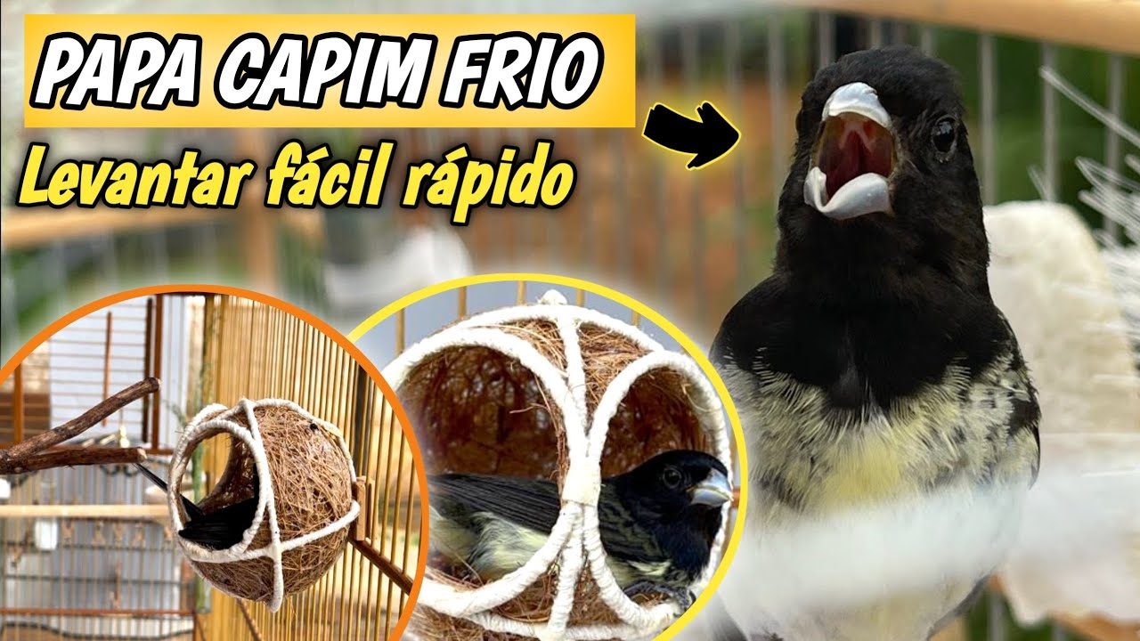 INCRÍVEL , CoMo Levantar PAPA CAPIM Frio Gelado MAIS RÁPIDO assim