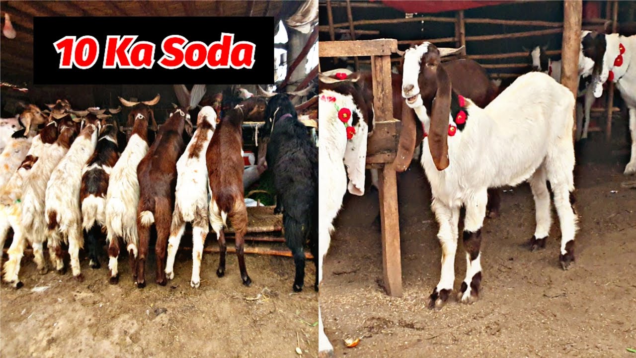 10 Bakray Ka Sooda in Bakra Mandi 2026 Ke Phli Deal  Sj Livestock 