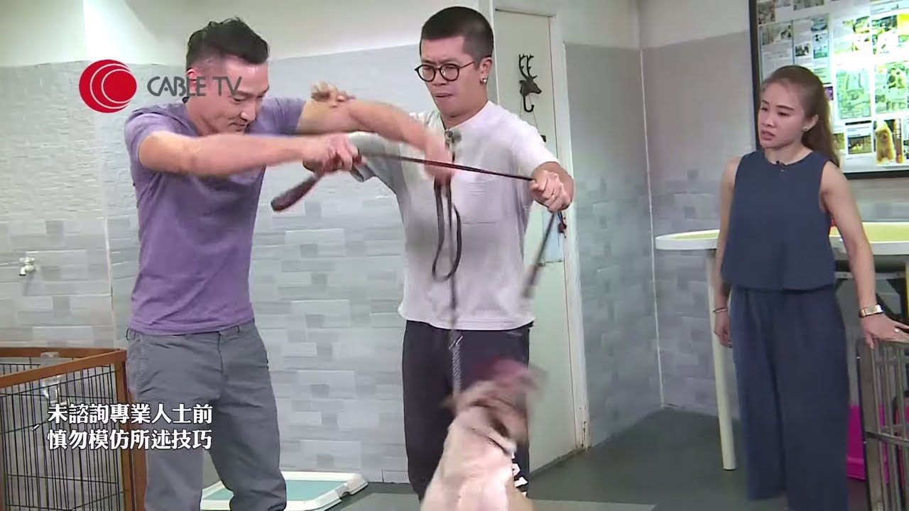 鬥牛㹴愈養愈癲 曾咬至保安重傷見紅 屢次撞爛鐵籠 與Eric Ko對峙逾1小時至平靜 再教狗主以靜制動攤大對手控制狗隻情緒【煉狗術師S1 EP2-2&3】