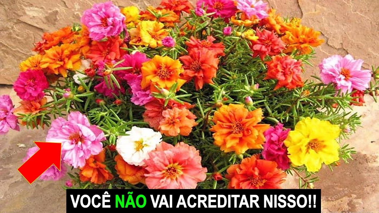 NUNCA MAIS COMPRE ONZE HORAS VEJA ISSO!!!