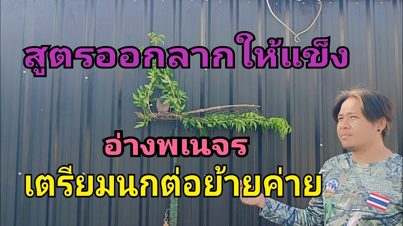 #เปิดตัวนกต่อคูอ่าง#ให้ชมนกในค่ายเตรียมเดินทาง061-998-700726 มกราคม ค.ศ. 2026