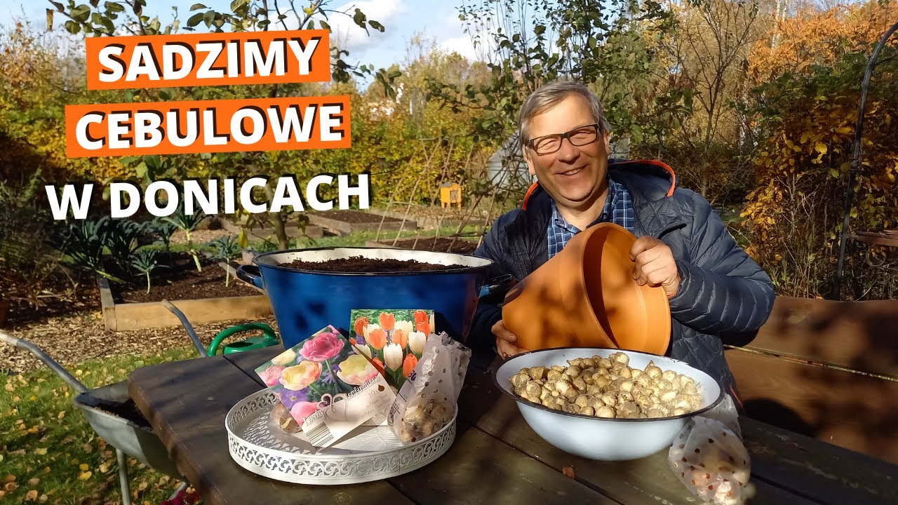 Sadzimy cebulowe w donicach. Jak sadzić cebulowe lazanie. Tulipany, żonkile, szafirki w pojemnikach.