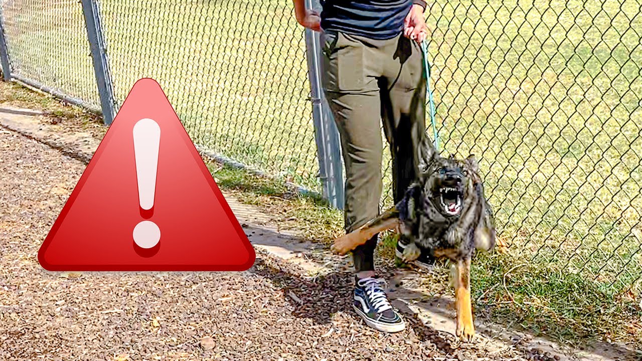HOW TO STOP MY DOG FROM BEING AGGRESSIVE