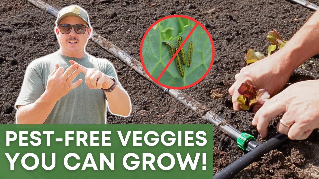 7 Veggies That Bugs Won't Eat | GROW THESE!