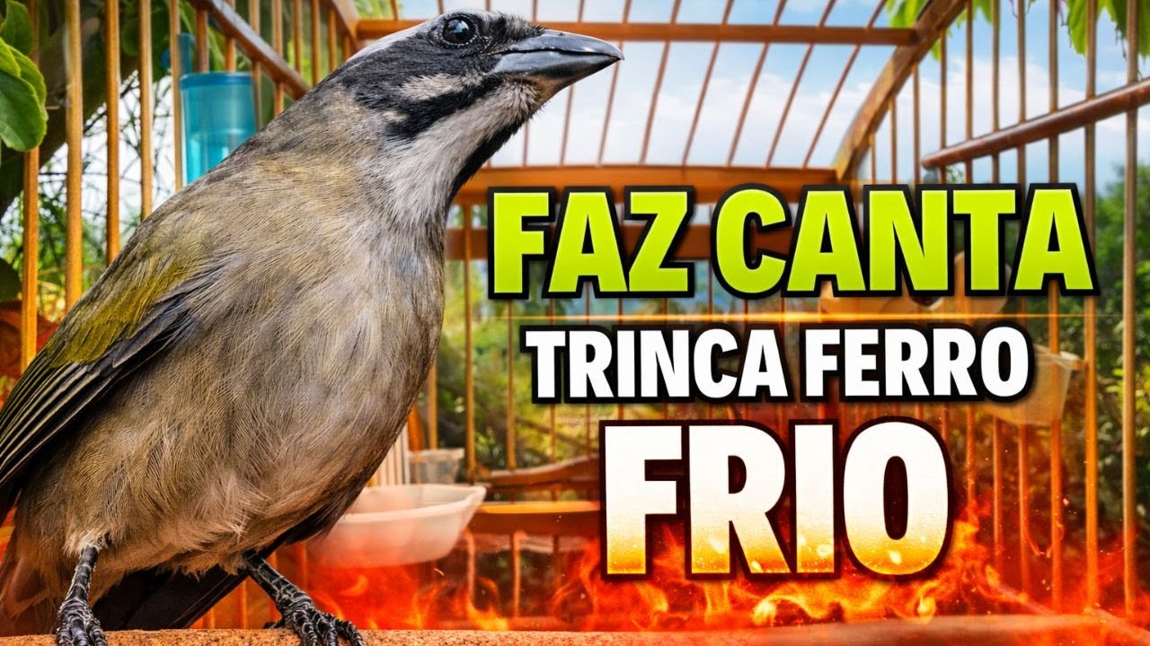 ESQUENTAR TRINCA FERRO FRIO 🟢LEVANTE SEU TRINCA 🟢TRINCA FERRO NO MATO CANTANDO ALTO🟢ESQUENTAR TRINCA