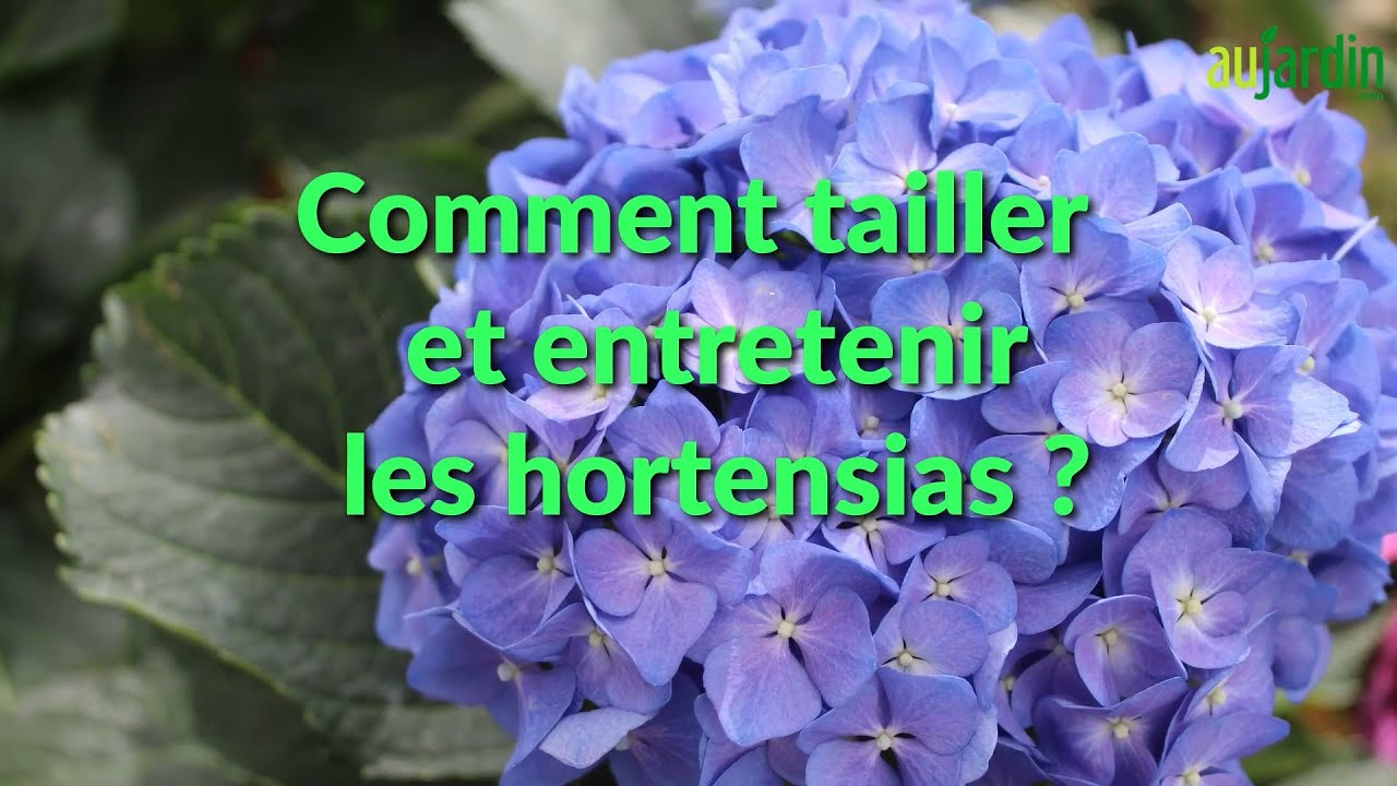 COMMENT TAILLER et ENTRETENIR les HORTENSIAS ?🌸Rajeunir, nettoyer, rabattre, amender, pailler