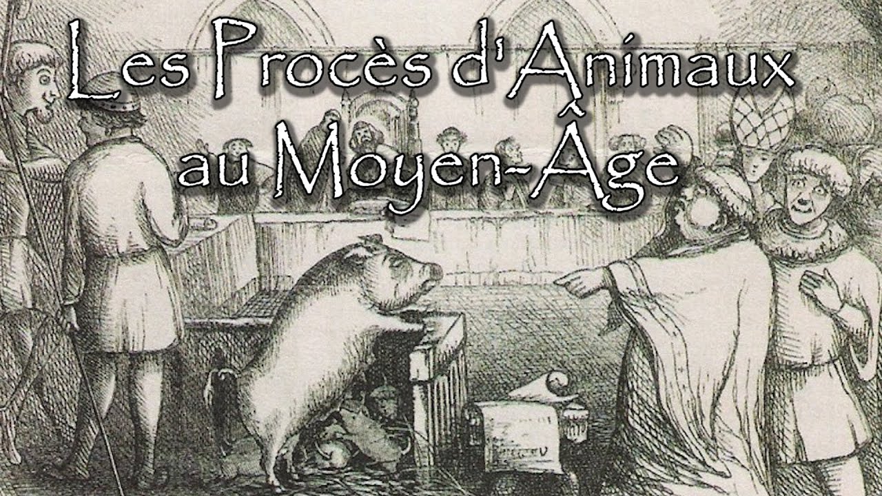 Les Procès d'Animaux au Moyen-Âge !