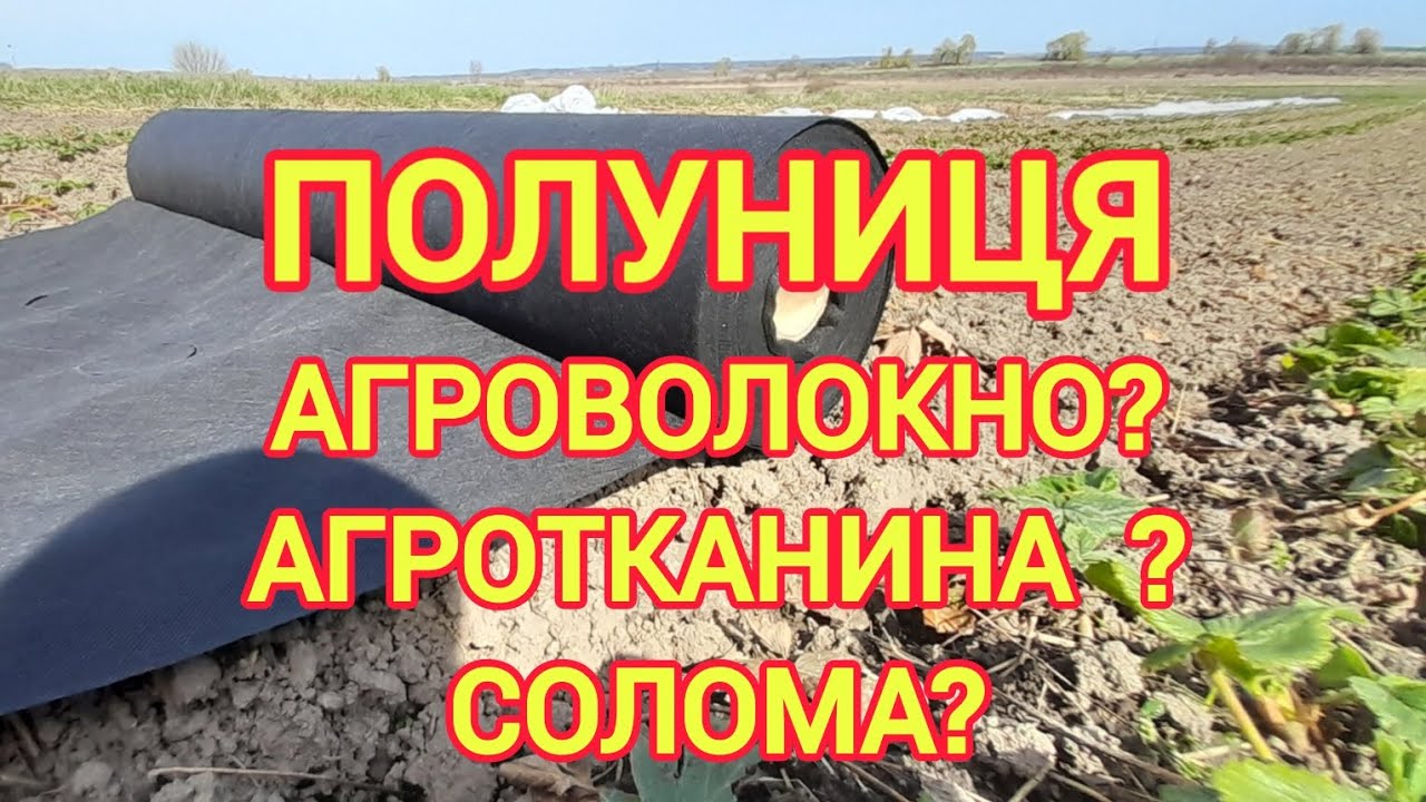 На що садити полуницю? Агроволокно, агротканина, солома.