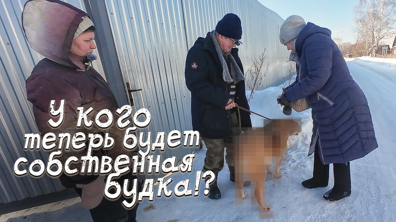 Своё собственное место в новой будке! Кто из собачек поедет в новый дом?!