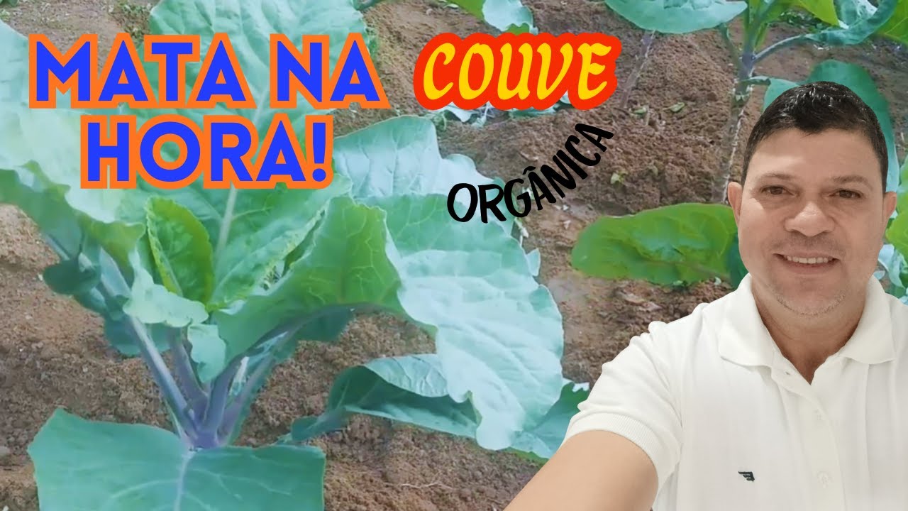 COMO COMBATER LAGARTAS EM COUVE SEM USO DE AGROTÓXICO - Parte 2