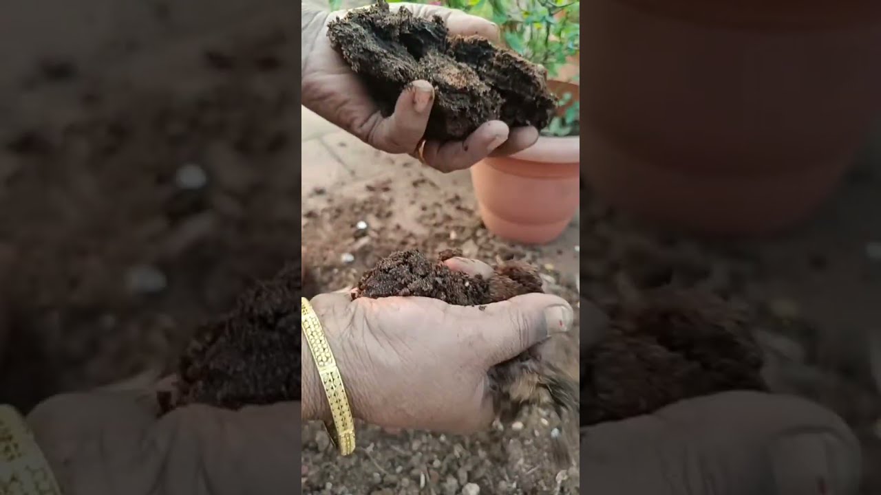 Ask Vlogs Tamil is live   organic fertilizer#மாட்டு தொழு உரம்#எப்படி கொடுக்கலாம்னு பாக்கலாம் வாங்க