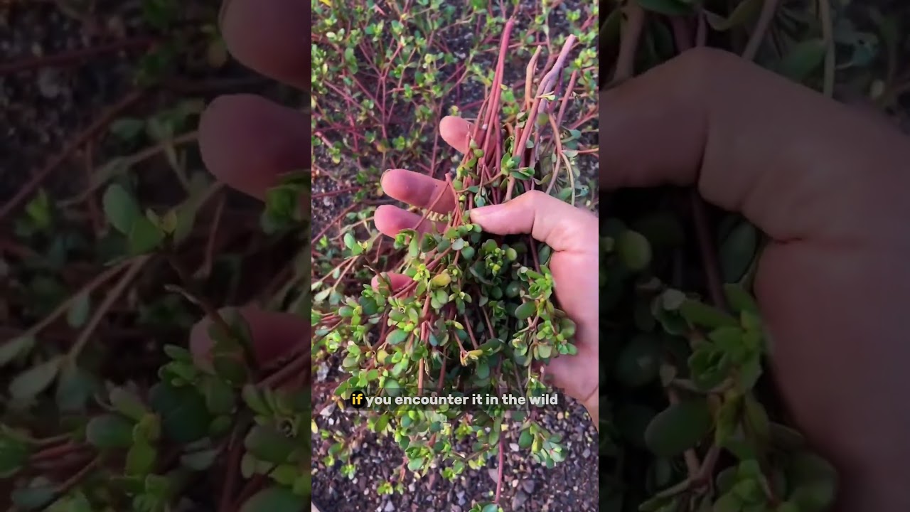 This Rare Wild Herb Is So Valuable, No One Will Sell It To You (Common Purslane)