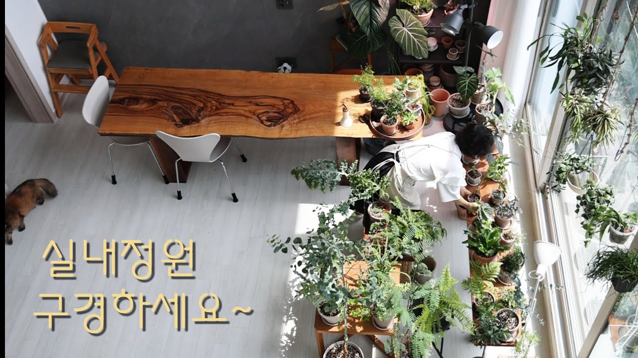 거실정원 식물 돌보기/황금 티트리, 알로카시아 밤비노 바리에가타 분갈이 /호야 마틸다 꽃/ 바질 페스토 만들기