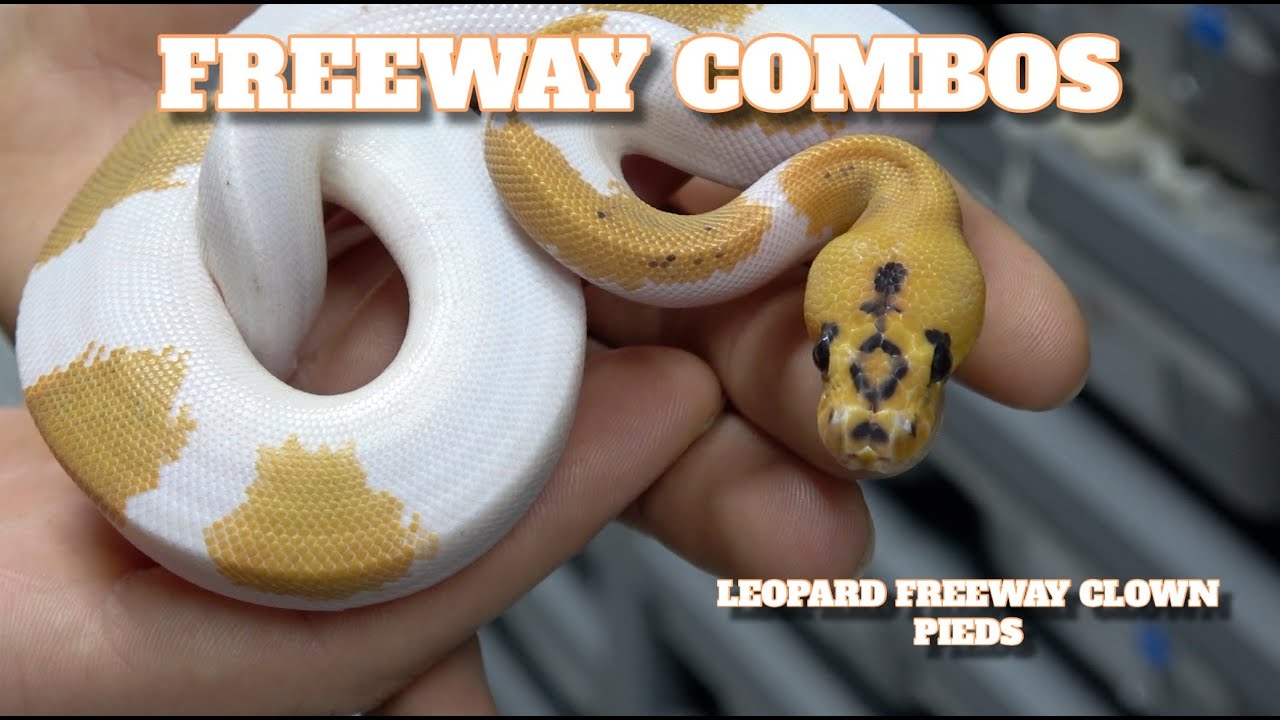Субботняя выставка! Комбинации Freeway Ball Python!