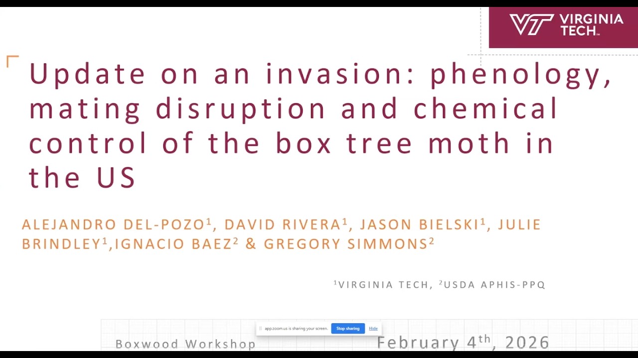 Алехандро Дель Посо, Вирджиния Tech Box, борьба с молью