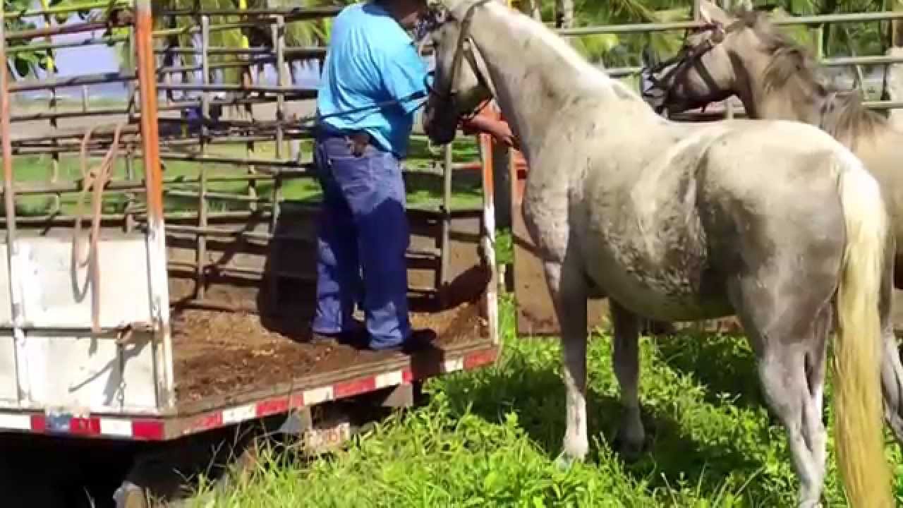 Horses loading on to the truck, at the Beach Morning Movement Therapy