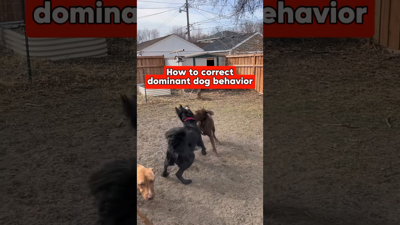 How to correct dominant dog behavior. Stopping dog fights. #dog #dogtraining #dogtrainer