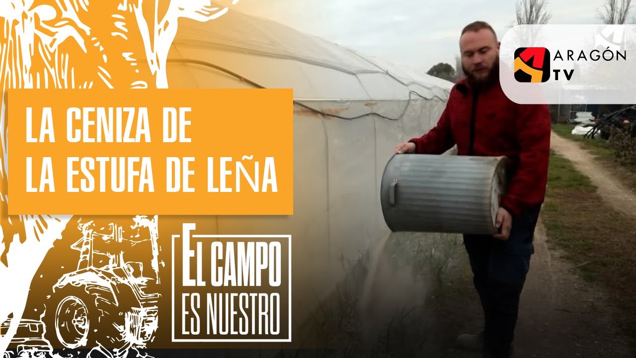 La ceniza de la estufa de leña, ideal para los ajos.