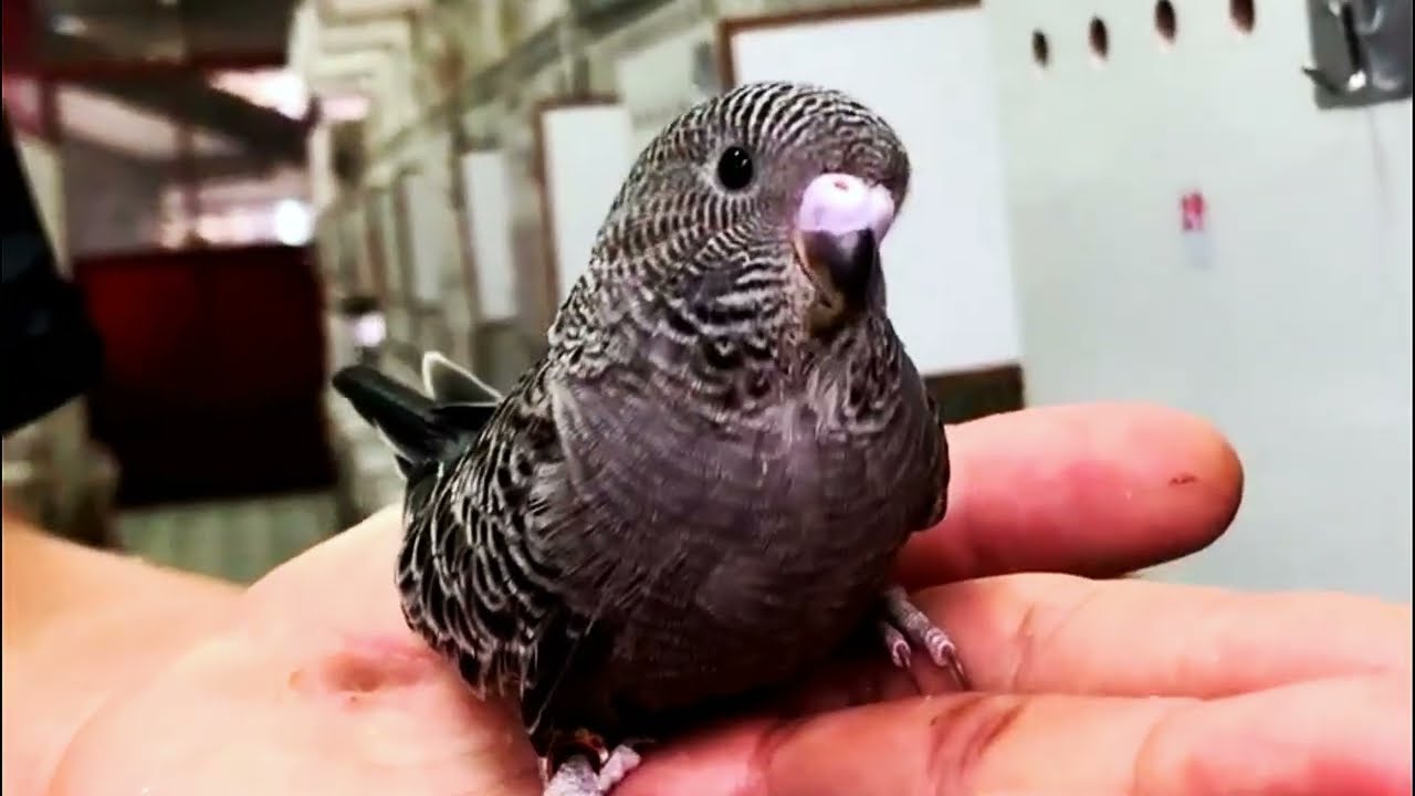 Budgie Growth Timelapse! #cute #beautiful #baby