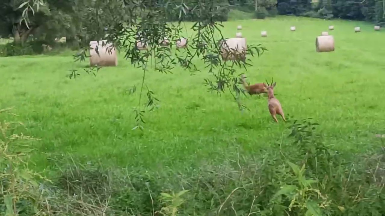 Polowanie na rogacze podczas rui . Roebuck hunting in Poland 2025