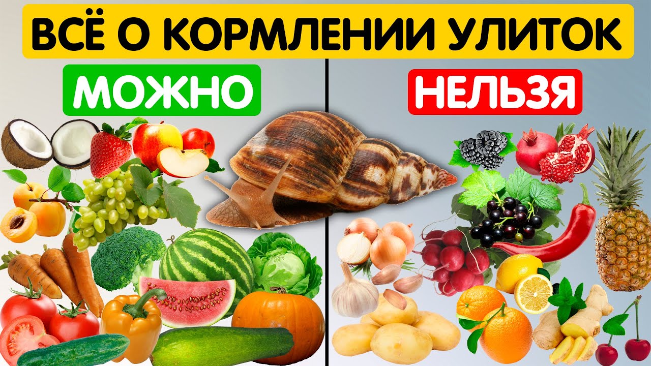 Кормление улиток ахатин и необходимые подкормки (кальций и белок). Чем можно кормить улиток?