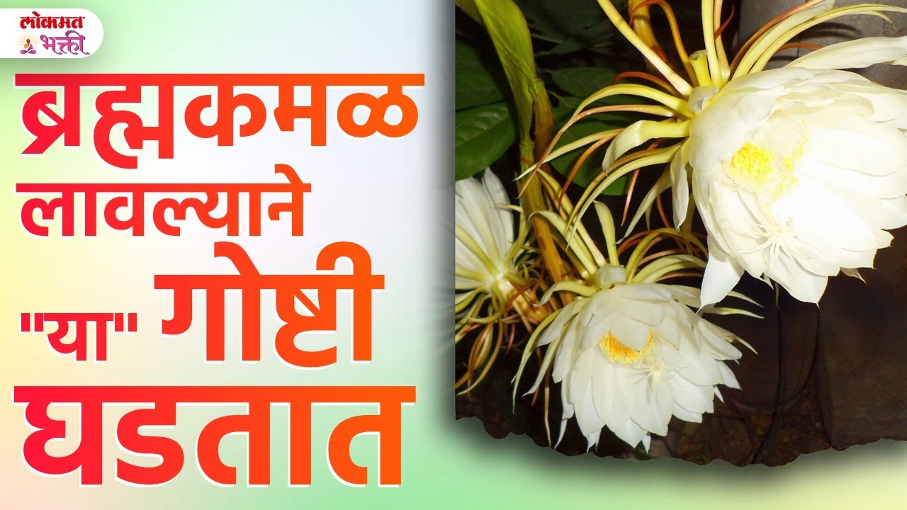 Gharat Bramhkamalache Rop Asel Tar kay Ghadate? ब्रह्मकमळ लावल्याने 