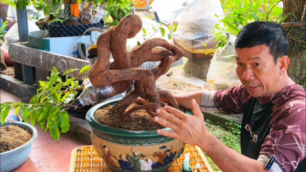 Sai Lầm Cơ Bản Khi Trồng Mai Rừng , Xem Để Tham khảo