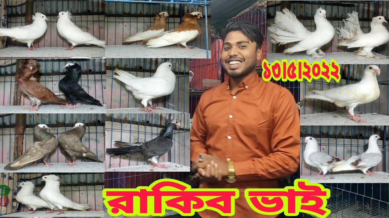 সবচেয়ে কম দামে কবুতর কিনুন সাদা বোম্বাই কবুতরের দাম জানুন
