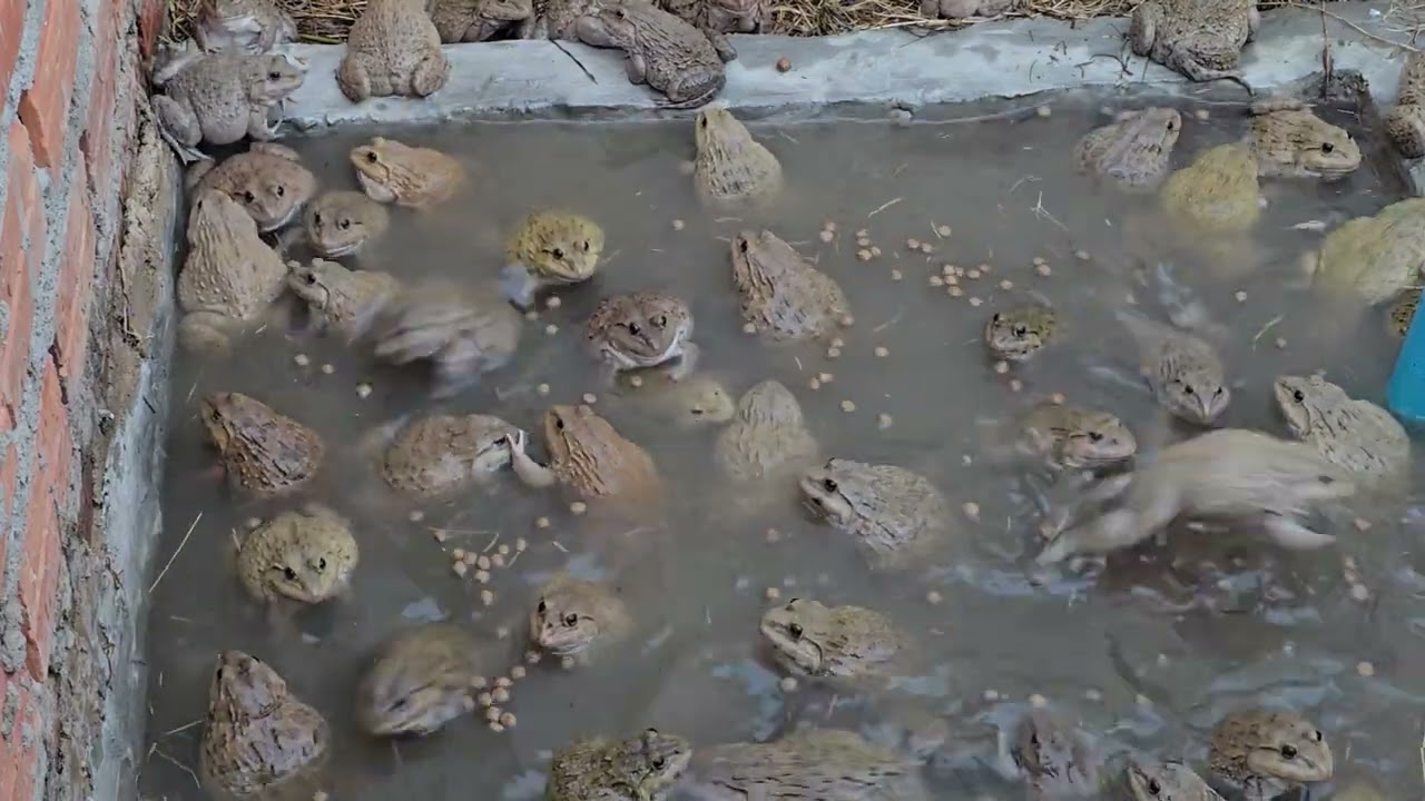 🐸 🐸 🐸 🐸 frogs