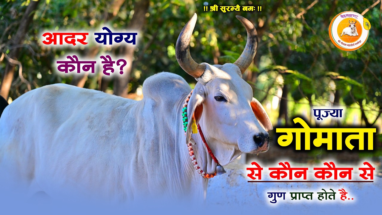 पूज्या गोमाता से कौन कौनसे गुण प्राप्त होते है ? आदर योग्य कौन है ?  Godham Mahatirth Pathmeda