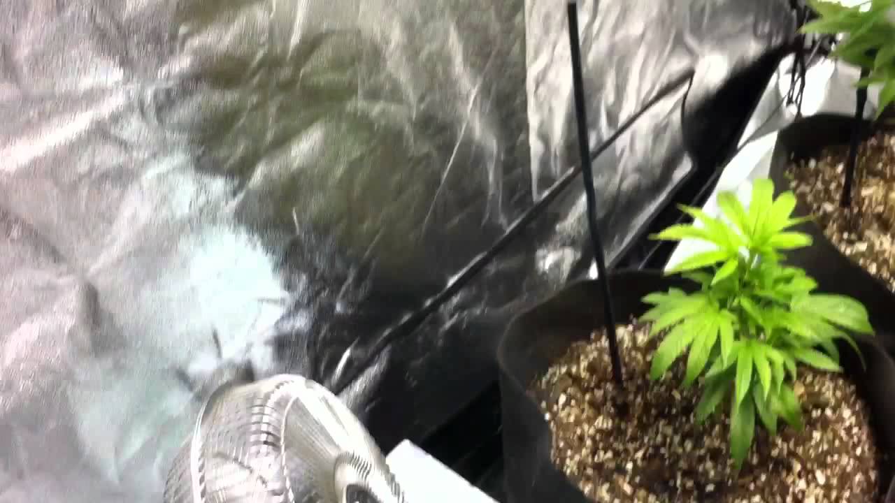 grow op big transplant