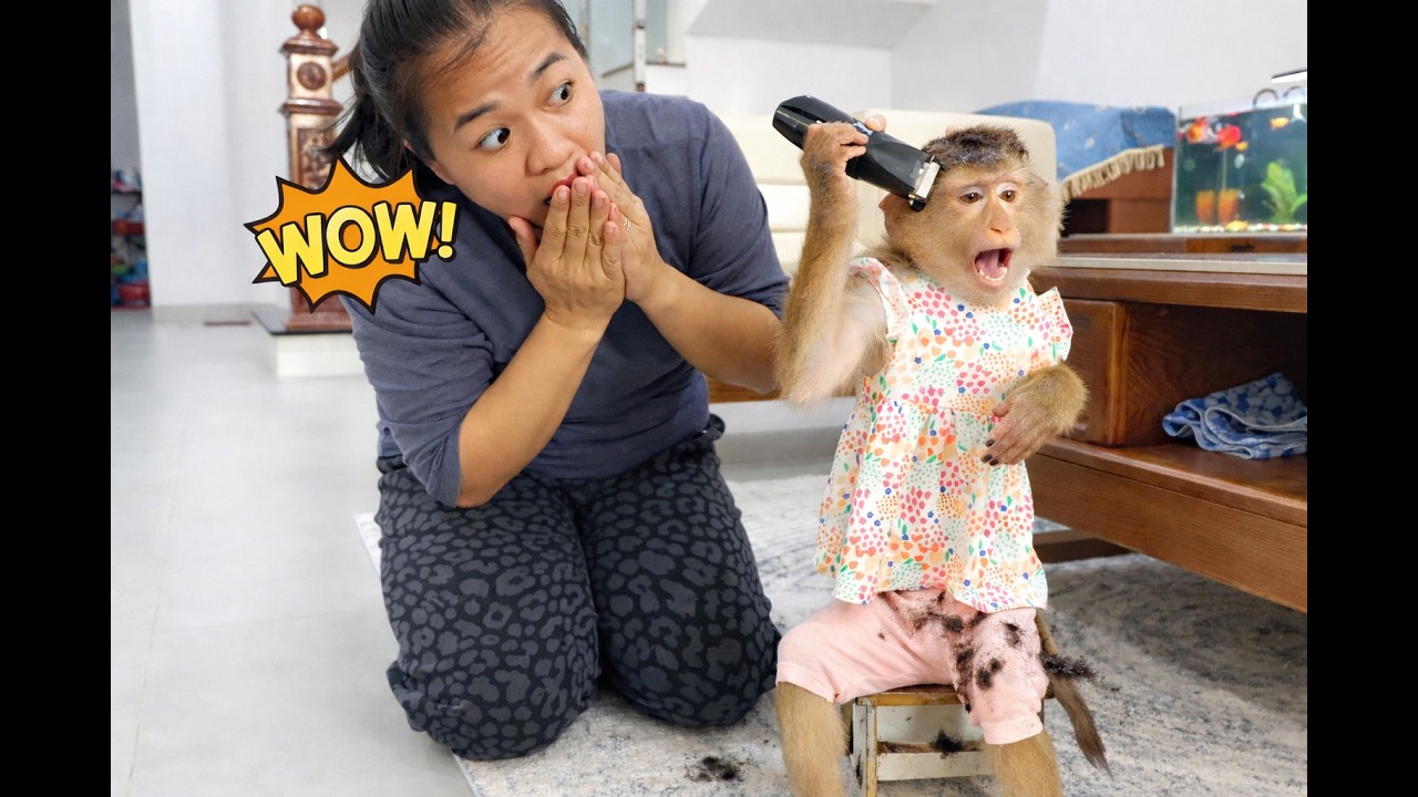 Unbelievable! MOnkey Lyly groomed herself, and her mother was amazed.