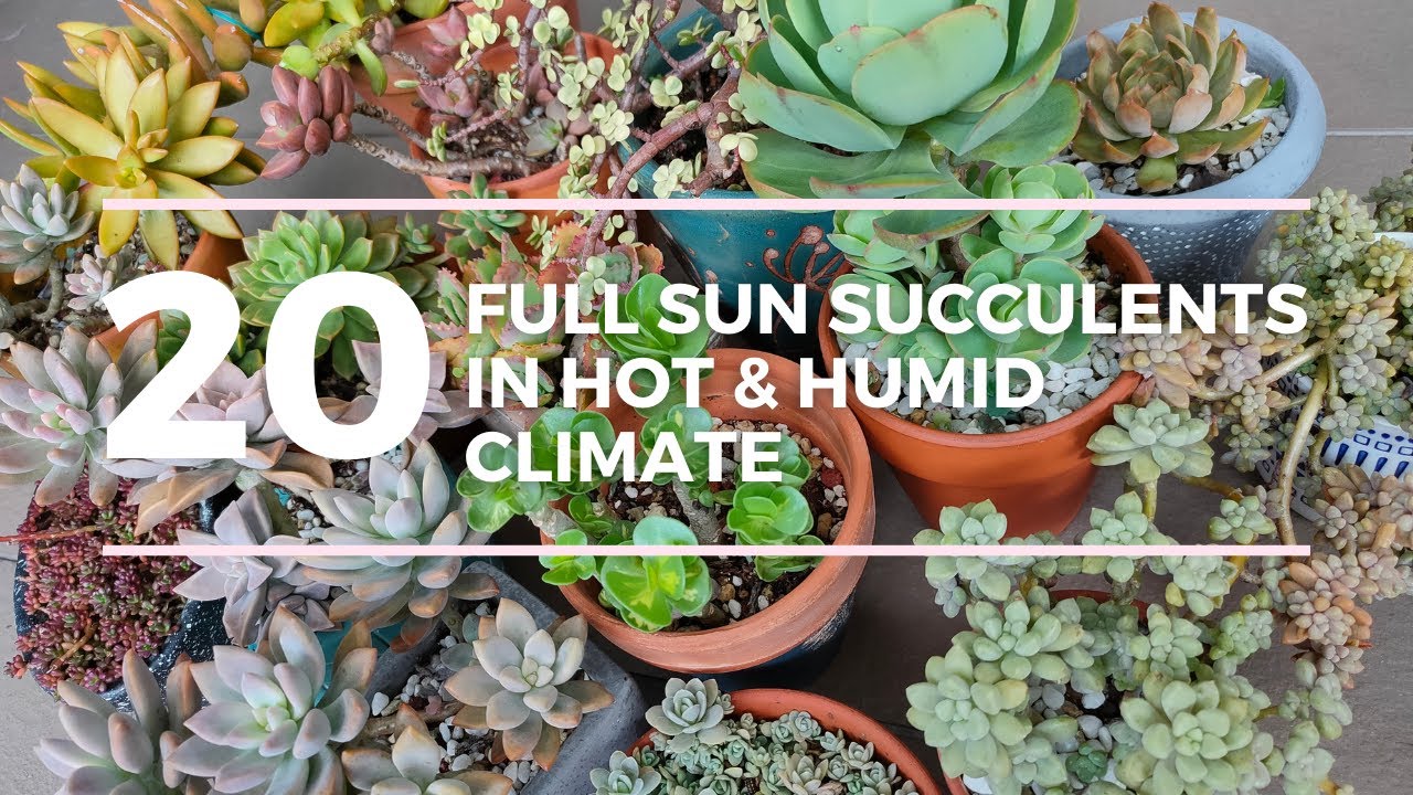 Full sun succulents in hot and humid weather