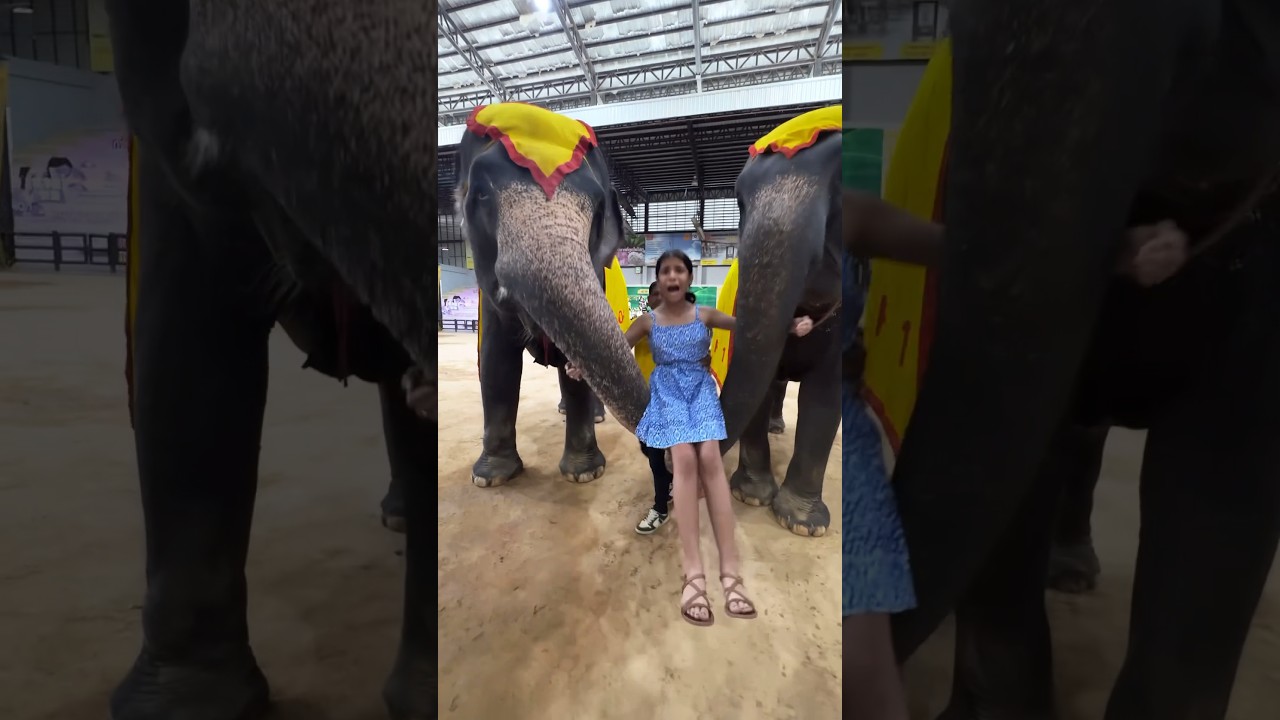 Guneet Darr Gai 😜 #elephant #safari #harpreetsdc #funny | Harpreet SDC