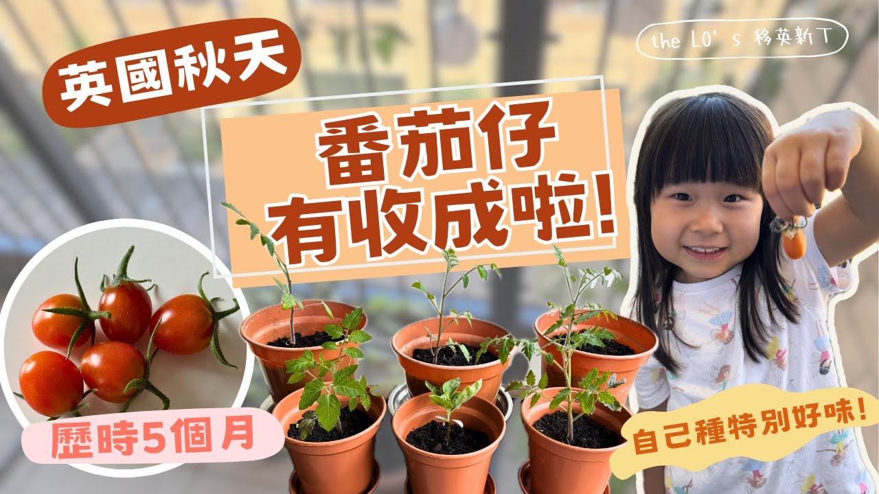 英國生活｜Apartment露台種植｜番茄仔成長日記 澆水施肥5個月 收穫幾多粒果實?