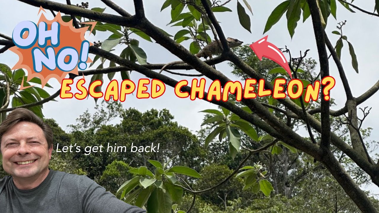 Chameleon Escaped? Try These Search Tricks!