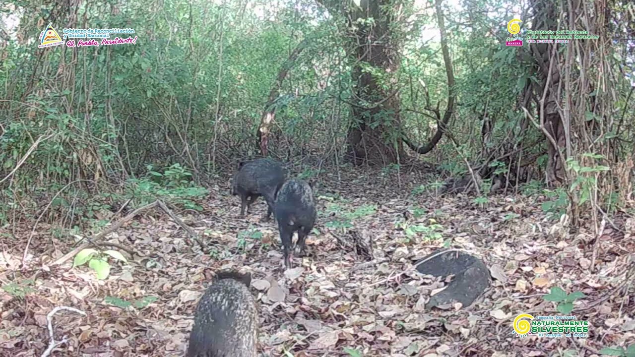 Sorprendentes imágenes de la vida silvestre que alberga la Reserva Natural Volcán Cosigüina.