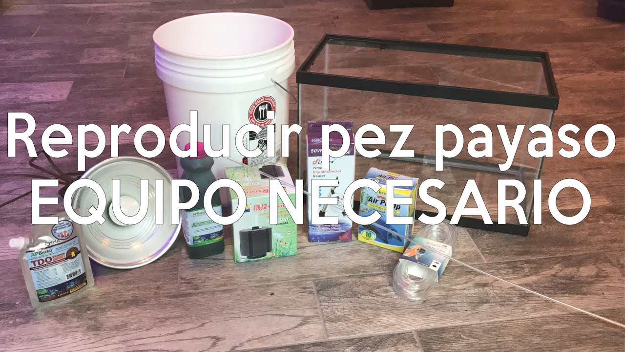 Reproducción de peces payaso - Equipo necesario | AcuaTV