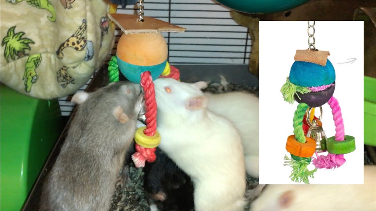 Foraging Friday #47 (Crazy Legs Toy)