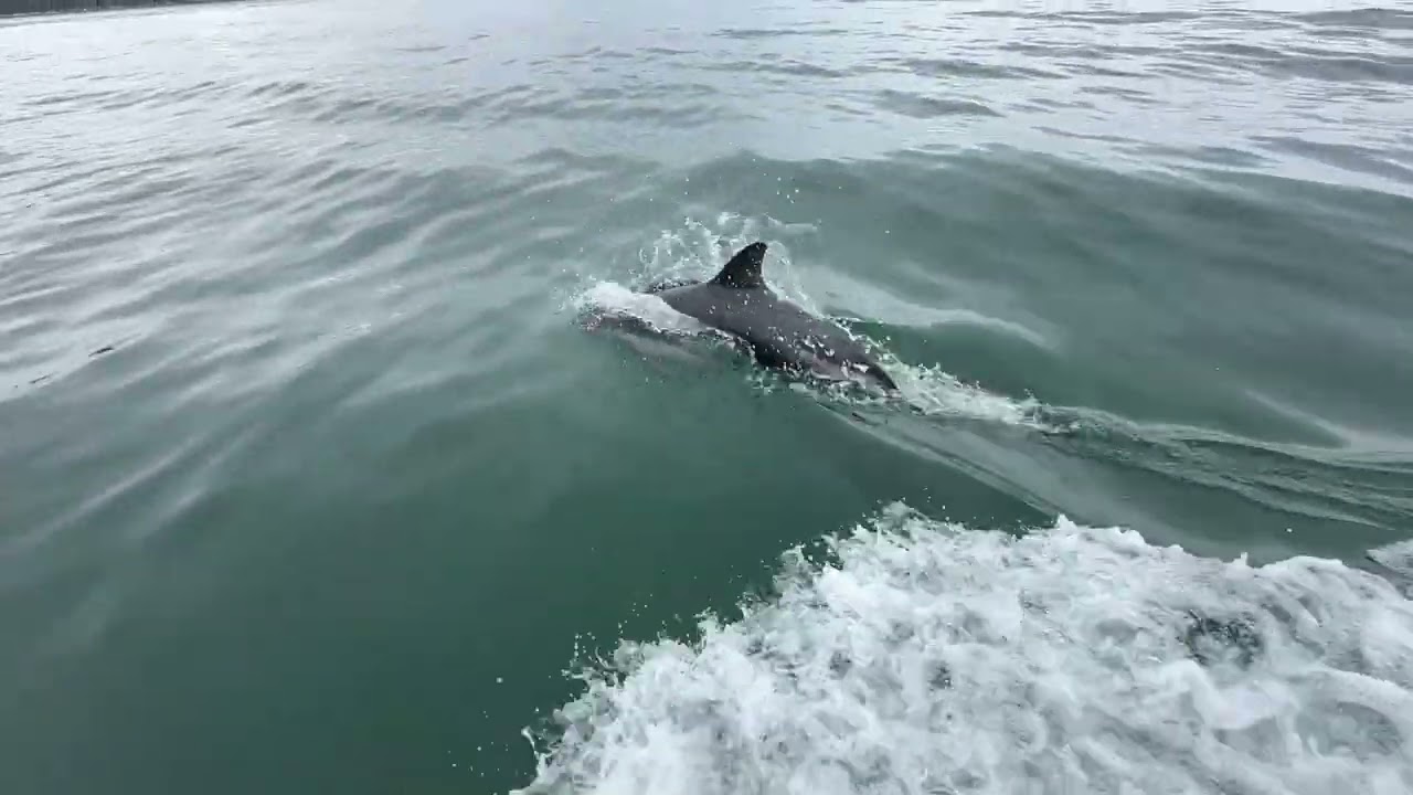 Delfines en Chile 🇨🇱 #nature #animals #travel #chile #delfines 