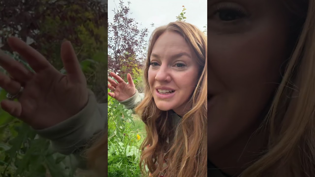 Собирайте урожай в саду победы #prepper #victorygarden