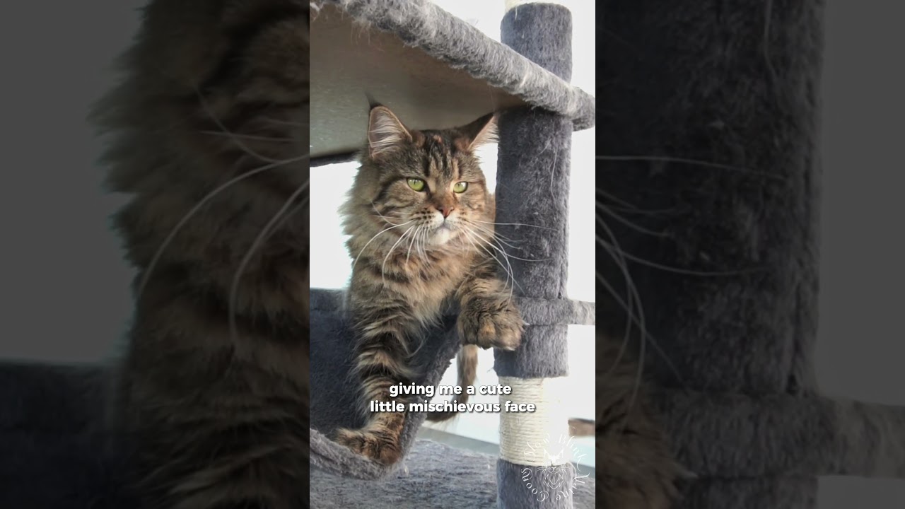 🤯 God Made A Mistake | Cute Maine Coon Cat