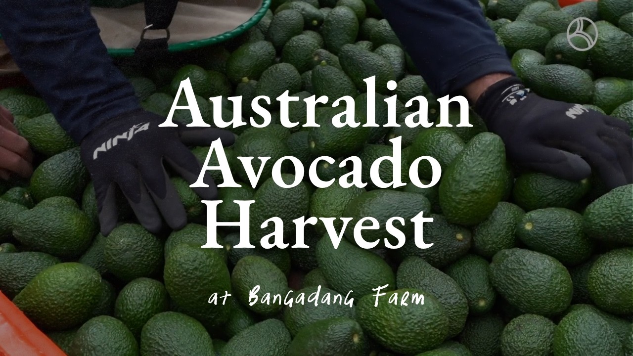 Australian Avocado Harvest