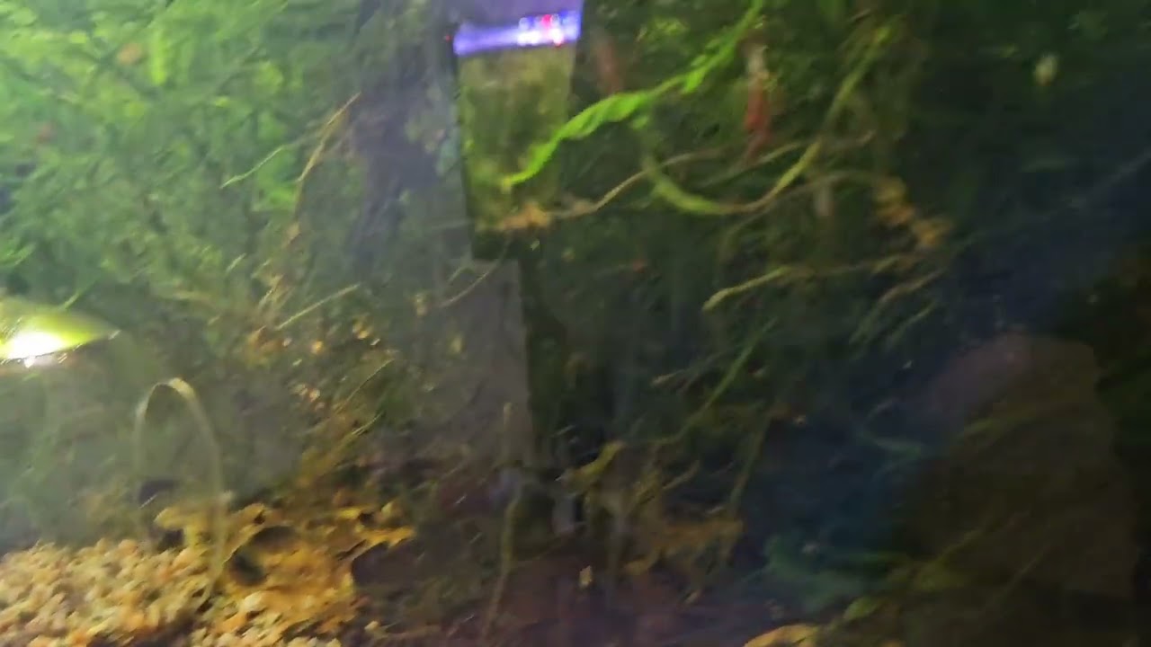 New Betta api api spawn (February 2024)