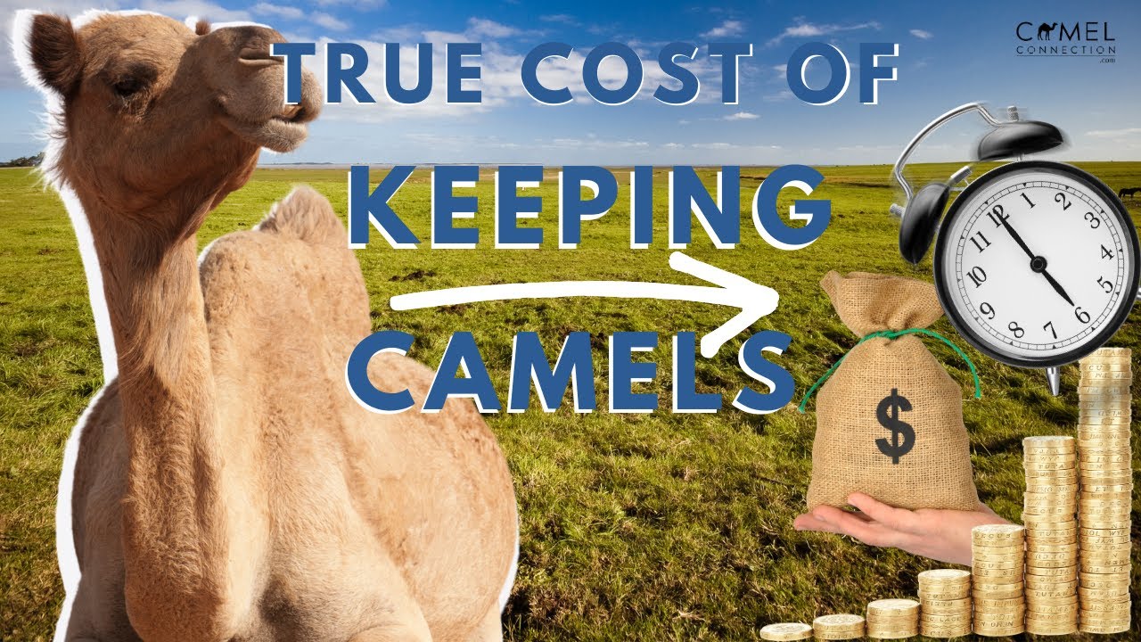 True Cost of Keeping Camels